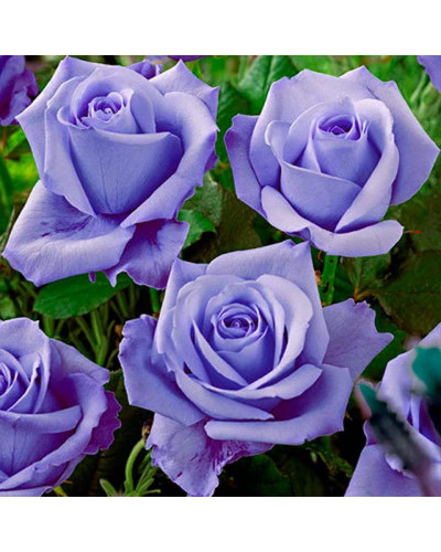 Троянда чайно-гібридна ’Блакитний Ніл’|Тea hybrid rose ’Blue Nile’|Роза чайно-гибридная ’Голубой Нил’
