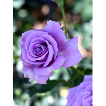 Троянда чайно-гібридна ’Блакитний Ніл’|Тea hybrid rose ’Blue Nile’|Роза чайно-гибридная ’Голубой Нил’