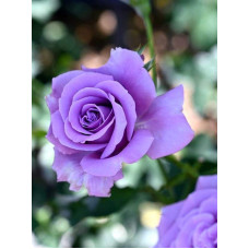 Троянда чайно-гібридна ’Блакитний Ніл’|Тea hybrid rose ’Blue Nile’|Роза чайно-гибридная ’Голубой Нил’