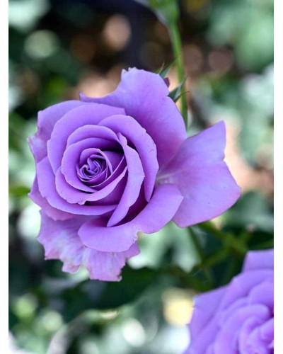 Троянда чайно-гібридна ’Блакитний Ніл’|Тea hybrid rose ’Blue Nile’|Роза чайно-гибридная ’Голубой Нил’