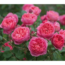 Троянда плетиста ‘Світ Кісс’ (темно-малинова)|Rosa climber ‘Sweet Kiss’|Роза плетистая ‘Свит Кисс’ (темно-малиновая)