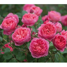 Троянда плетиста ‘Світ Кісс’ (темно-малинова)|Rosa climber ‘Sweet Kiss’|Роза плетистая ‘Свит Кисс’ (темно-малиновая)