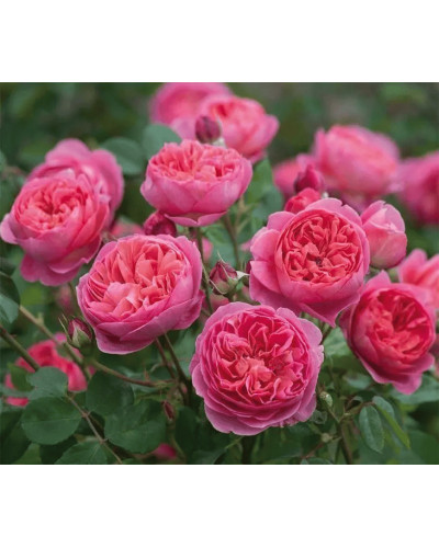 Троянда плетиста ‘Світ Кісс’ (темно-малинова)|Rosa climber ‘Sweet Kiss’|Роза плетистая ‘Свит Кисс’ (темно-малиновая)