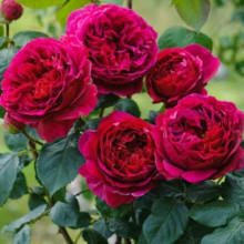 Троянда плетиста ‘Світ Кісс’ (темно-малинова)|Rosa climber ‘Sweet Kiss’|Роза плетистая ‘Свит Кисс’ (темно-малиновая)