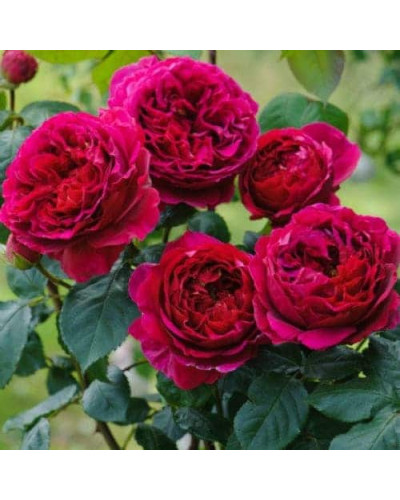 Троянда плетиста ‘Світ Кісс’ (темно-малинова)|Rosa climber ‘Sweet Kiss’|Роза плетистая ‘Свит Кисс’ (темно-малиновая)