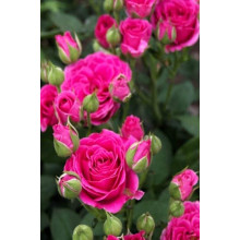 Троянда спрей  Лавлі Лідія (лілово-рожева) | Rose spray Lovely Lydia (purple-pink) | Роза спрей Лавли Лидия (лилово-розовая)