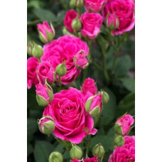Троянда спрей  Лавлі Лідія (лілово-рожева) | Rose spray Lovely Lydia (purple-pink) | Роза спрей Лавли Лидия (лилово-розовая)