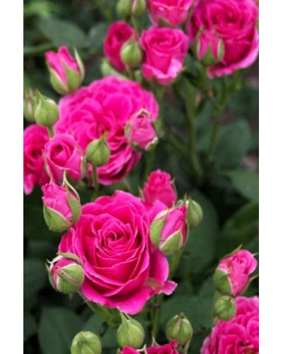 Троянда спрей Лавлі Лідія (лілово-рожева) | Rose spray Lovely Lydia (purple-pink) | Роза спрей Лавли Лидия (лилово-розовая)