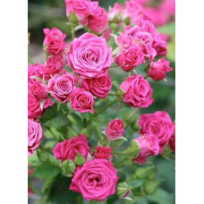Троянда спрей  Лавлі Лідія (лілово-рожева) | Rose spray Lovely Lydia (purple-pink) | Роза спрей Лавли Лидия (лилово-розовая)