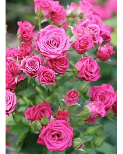 Троянда спрей Лавлі Лідія (лілово-рожева) | Rose spray Lovely Lydia (purple-pink) | Роза спрей Лавли Лидия (лилово-розовая)