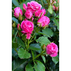 Троянда спрей  Лавлі Лідія (лілово-рожева) | Rose spray Lovely Lydia (purple-pink) | Роза спрей Лавли Лидия (лилово-розовая)