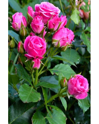 Троянда спрей Лавлі Лідія (лілово-рожева) | Rose spray Lovely Lydia (purple-pink) | Роза спрей Лавли Лидия (лилово-розовая)