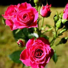 Троянда спрей  Лавлі Лідія (лілово-рожева) | Rose spray Lovely Lydia (purple-pink) | Роза спрей Лавли Лидия (лилово-розовая)