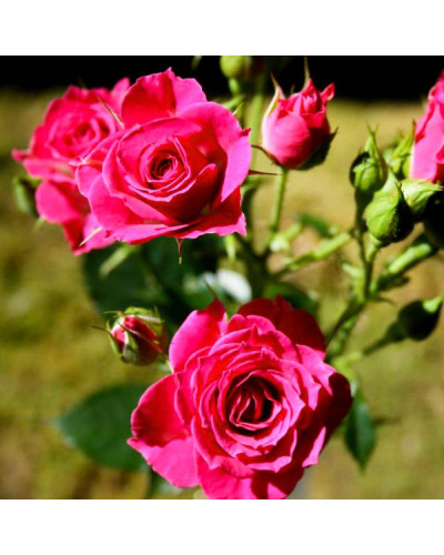 Троянда спрей Лавлі Лідія (лілово-рожева) | Rose spray Lovely Lydia (purple-pink) | Роза спрей Лавли Лидия (лилово-розовая)