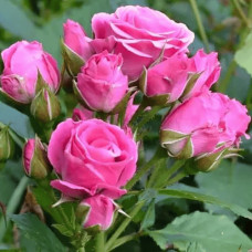 Троянда спрей  Лавлі Лідія (лілово-рожева) | Rose spray Lovely Lydia (purple-pink) | Роза спрей Лавли Лидия (лилово-розовая)