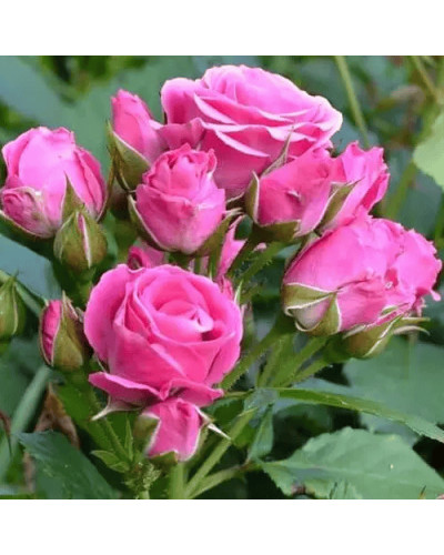 Троянда спрей Лавлі Лідія (лілово-рожева) | Rose spray Lovely Lydia (purple-pink) | Роза спрей Лавли Лидия (лилово-розовая)