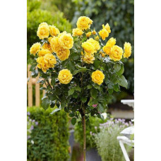 Троянда поліантова, рабатова (жовта) ШТАМБ | Rose polyanthus, discount (yellow) SHTAMB | Роза полиантовая, рабатовая (желтая) ШТАМБ