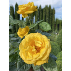 Троянда поліантова, рабатова (жовта) ШТАМБ | Rose polyanthus, discount (yellow) SHTAMB | Роза полиантовая, рабатовая (желтая) ШТАМБ