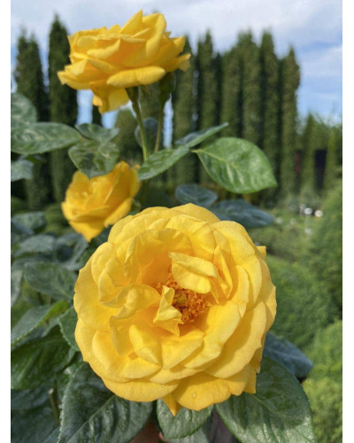 Троянда поліантова, рабатова (жовта) ШТАМБ | Rose polyanthus, discount (yellow) SHTAMB | Роза полиантовая, рабатовая (желтая) ШТАМБ