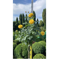 Троянда поліантова, рабатова (жовта) ШТАМБ | Rose polyanthus, discount (yellow) SHTAMB | Роза полиантовая, рабатовая (желтая) ШТАМБ