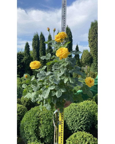 Троянда поліантова, рабатова (жовта) ШТАМБ | Rose polyanthus, discount (yellow) SHTAMB | Роза полиантовая, рабатовая (желтая) ШТАМБ