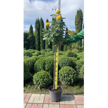 Троянда поліантова, рабатова (жовта) ШТАМБ | Rose polyanthus, discount (yellow) SHTAMB | Роза полиантовая, рабатовая (желтая) ШТАМБ