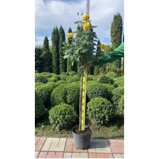 Троянда поліантова, рабатова (жовта) ШТАМБ | Rose polyanthus, discount (yellow) SHTAMB | Роза полиантовая, рабатовая (желтая) ШТАМБ