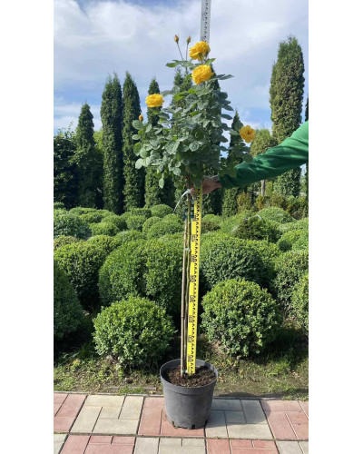 Троянда поліантова, рабатова (жовта) ШТАМБ | Rose polyanthus, discount (yellow) SHTAMB | Роза полиантовая, рабатовая (желтая) ШТАМБ