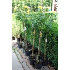 Троянда поліантова, рабатова (жовта) ШТАМБ | Rose polyanthus, discount (yellow) SHTAMB | Роза полиантовая, рабатовая (желтая) ШТАМБ