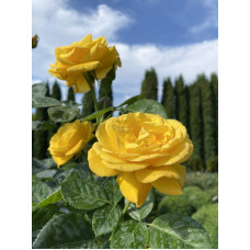 Троянда поліантова, рабатова (жовта) ШТАМБ | Rose polyanthus, discount (yellow) SHTAMB | Роза полиантовая, рабатовая (желтая) ШТАМБ