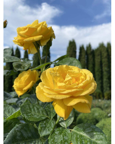 Троянда поліантова, рабатова (жовта) ШТАМБ | Rose polyanthus, discount (yellow) SHTAMB | Роза полиантовая, рабатовая (желтая) ШТАМБ