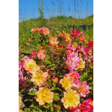 Троянда поліантова Триколор Фейрі | Роза полиантовая Триколор Фейри | Rosa polyantha Tricolor Fairy
