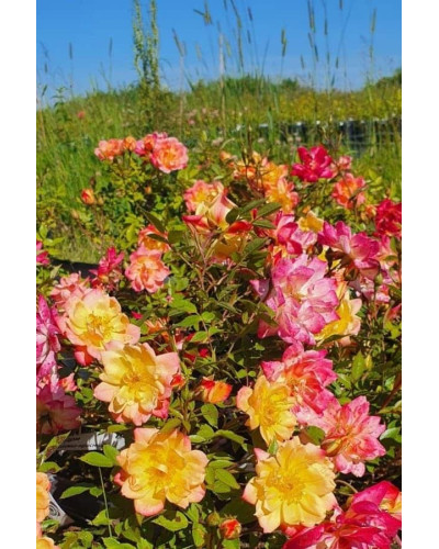 Троянда поліантова Триколор Фейрі | Роза полиантовая Триколор Фейри | Rosa polyantha Tricolor Fairy