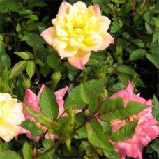 Троянда поліантова Триколор Фейрі | Роза полиантовая Триколор Фейри | Rosa polyantha Tricolor Fairy