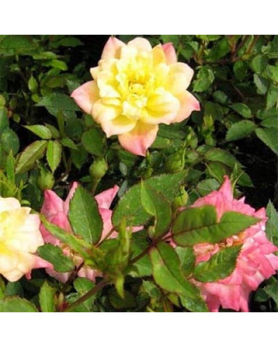 Троянда поліантова Триколор Фейрі | Роза полиантовая Триколор Фейри | Rosa polyantha Tricolor Fairy