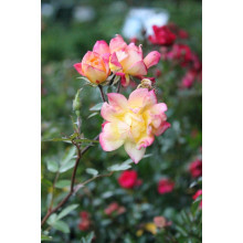 Троянда поліантова Триколор Фейрі | Роза полиантовая Триколор Фейри | Rosa polyantha Tricolor Fairy