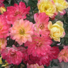 Троянда поліантова Триколор Фейрі | Роза полиантовая Триколор Фейри | Rosa polyantha Tricolor Fairy