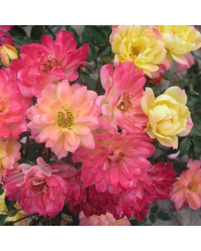 Троянда поліантова Триколор Фейрі | Роза полиантовая Триколор Фейри | Rosa polyantha Tricolor Fairy