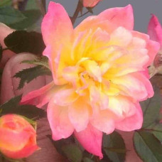 Троянда поліантова Триколор Фейрі | Роза полиантовая Триколор Фейри | Rosa polyantha Tricolor Fairy