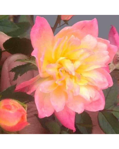 Троянда поліантова Триколор Фейрі | Роза полиантовая Триколор Фейри | Rosa polyantha Tricolor Fairy