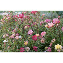 Троянда поліантова Триколор Фейрі | Роза полиантовая Триколор Фейри | Rosa polyantha Tricolor Fairy
