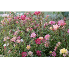 Троянда поліантова Триколор Фейрі | Роза полиантовая Триколор Фейри | Rosa polyantha Tricolor Fairy