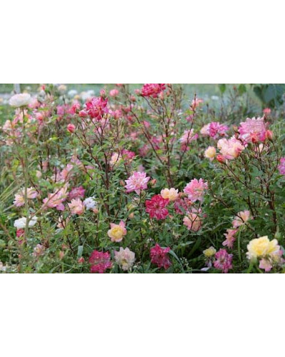 Троянда поліантова Триколор Фейрі | Роза полиантовая Триколор Фейри | Rosa polyantha Tricolor Fairy