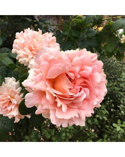 Троянда плетиста Полька (персикова, 2-3м) | Rosa climber Polka | Роза плетистая Полька (персиковая, 2-3м)