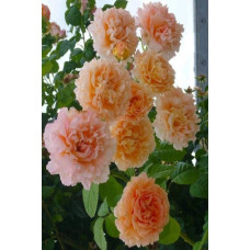 Троянда плетиста Полька (персикова, 2-3м) | Rosa climber Polka | Роза плетистая Полька (персиковая, 2-3м)