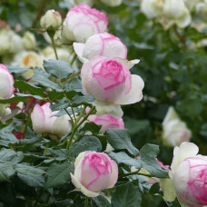 Троянда плетиста ’Пєр-де-ронсар’|Rosa climber Pierre de Ronsard|Роза плетистая ’Пьер-де-ронсар’