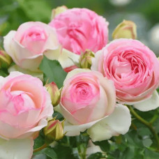 Троянда плетиста ’Пєр-де-ронсар’|Rosa climber Pierre de Ronsard|Роза плетистая ’Пьер-де-ронсар’