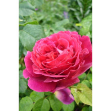 Троянда плетиста ’Отелло’ (малинова)|Rosa climber ’Othello’|Роза плетистая ’Отелло’ (малиновая)