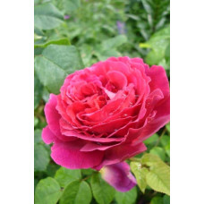 Троянда плетиста ’Отелло’ (малинова)|Rosa climber ’Othello’|Роза плетистая ’Отелло’ (малиновая)