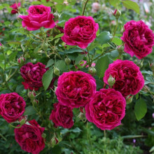 Троянда плетиста ’Отелло’ (малинова)|Rosa climber ’Othello’|Роза плетистая ’Отелло’ (малиновая)